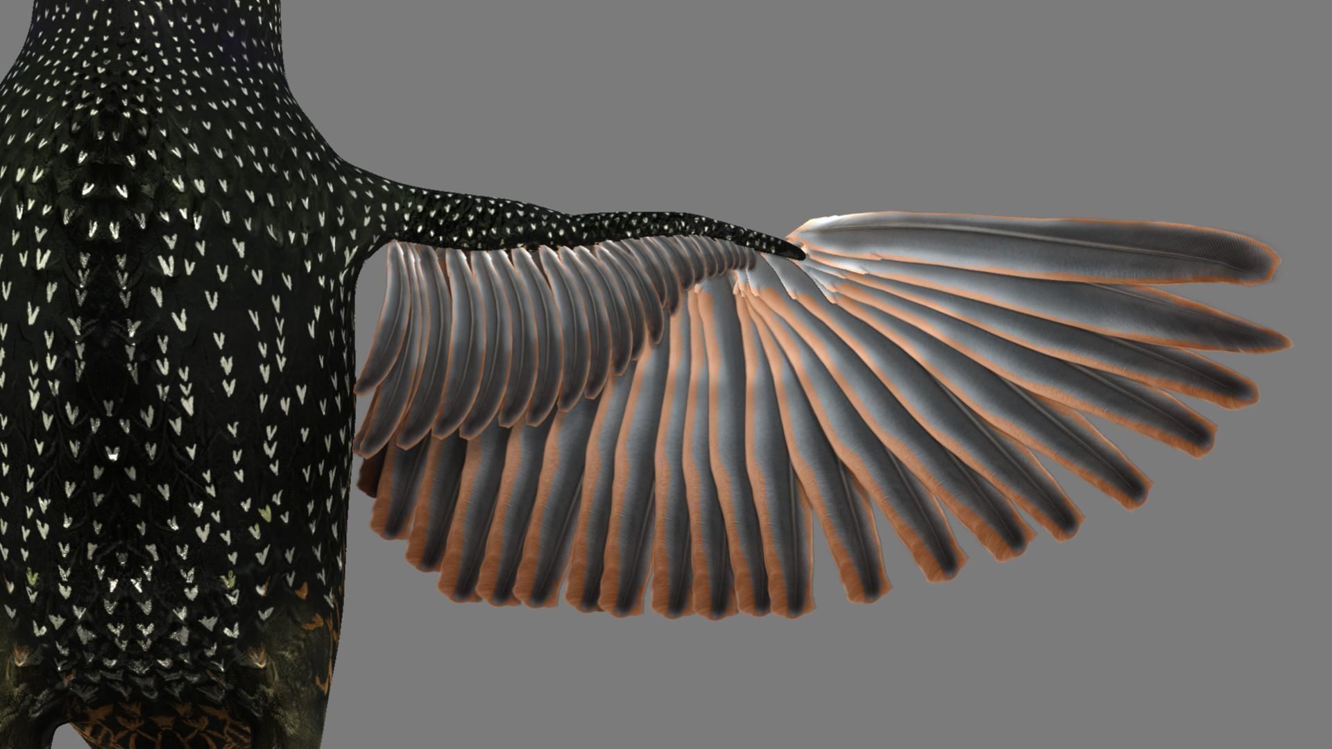 Sturnidae or Starling 3D model_2