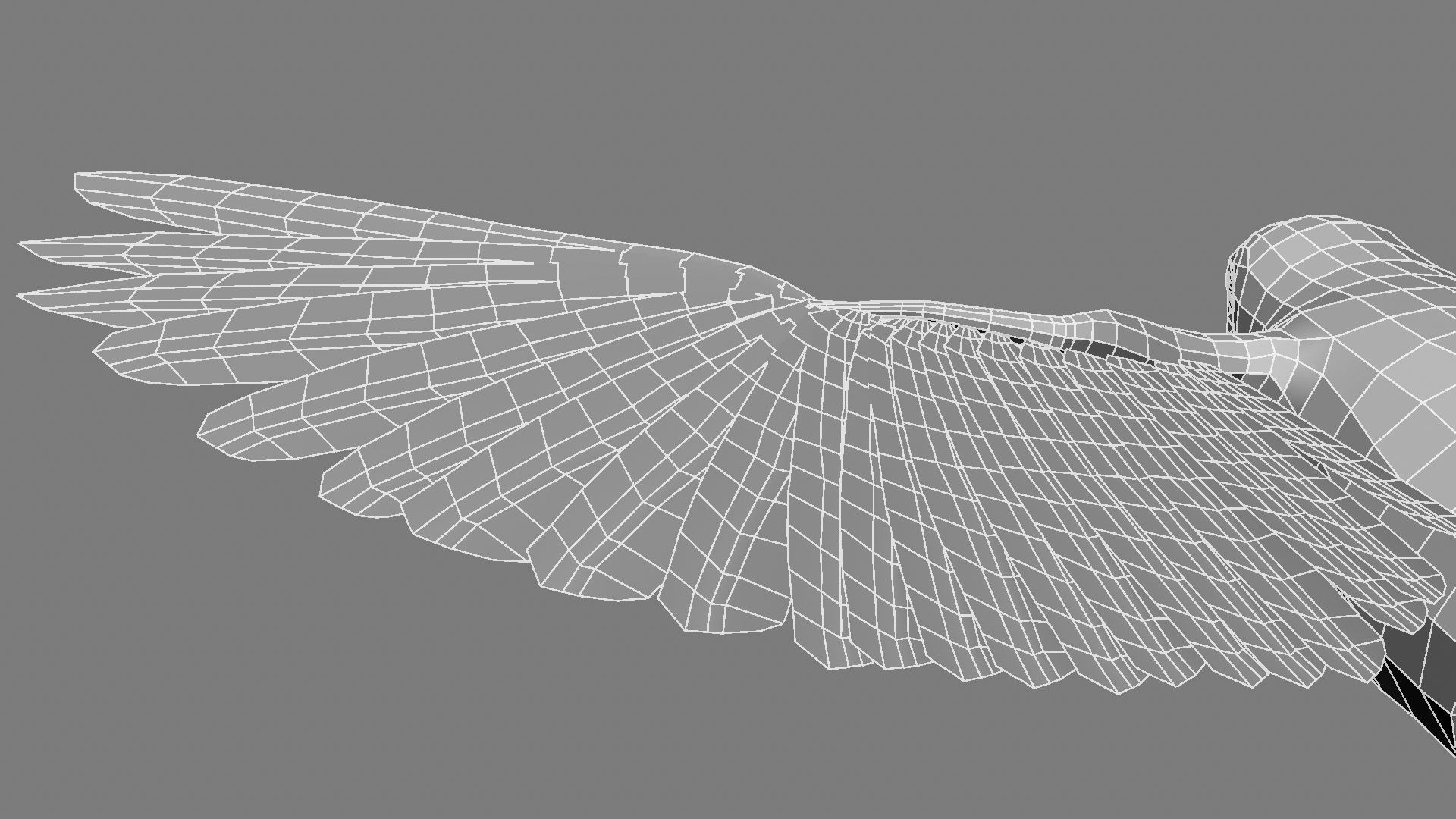 Sturnidae or Starling 3D model_27