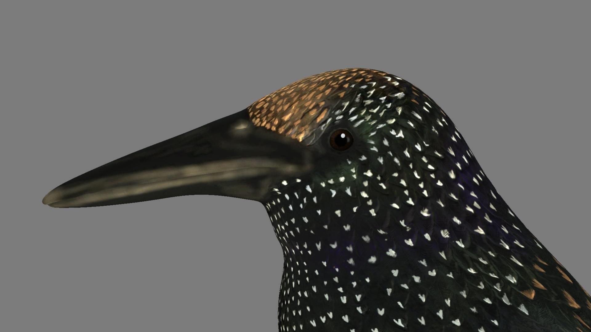 Sturnidae or Starling 3D model_8