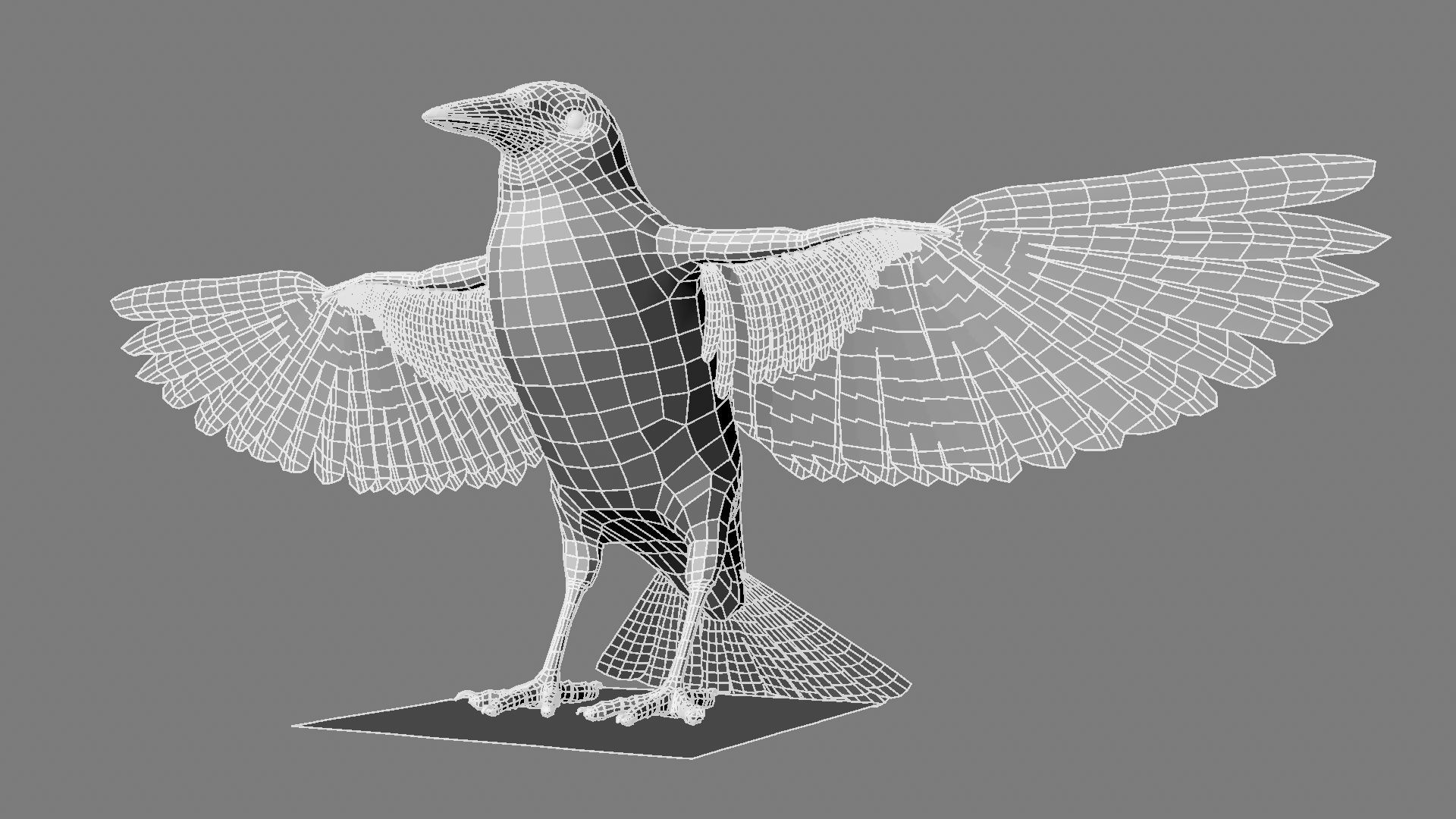 Sturnidae or Starling 3D model_15