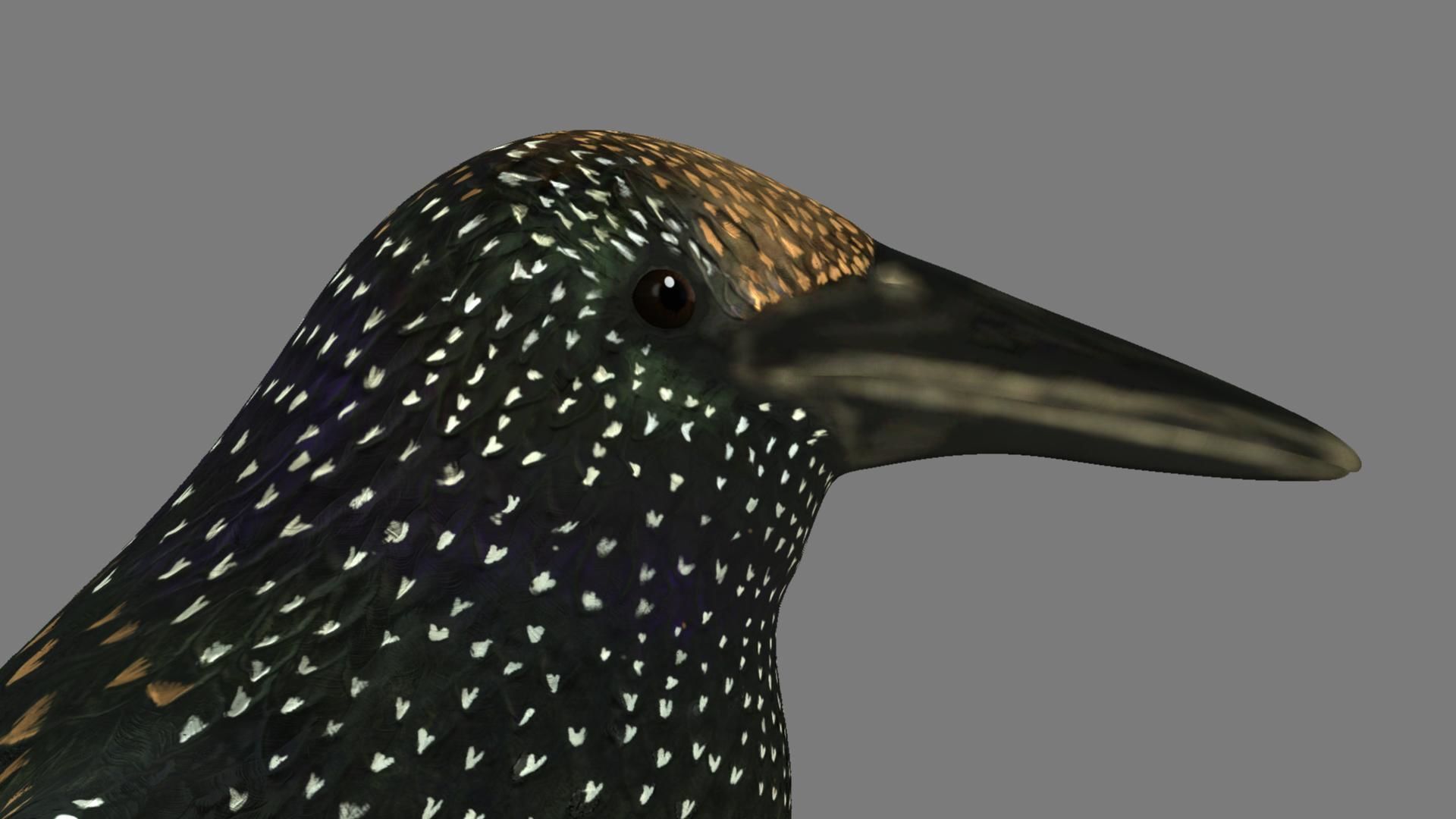 Sturnidae or Starling 3D model_9
