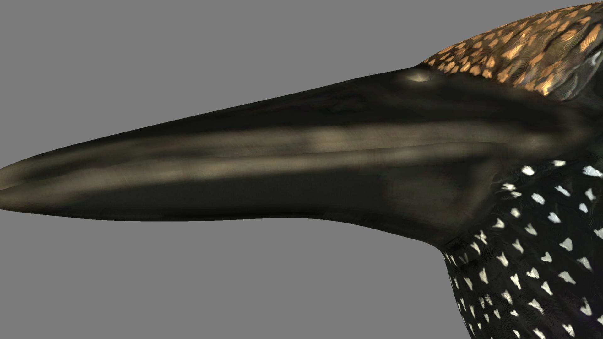 Sturnidae or Starling 3D model_11