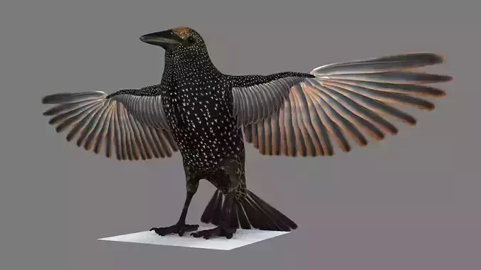 Sturnidae or Starling