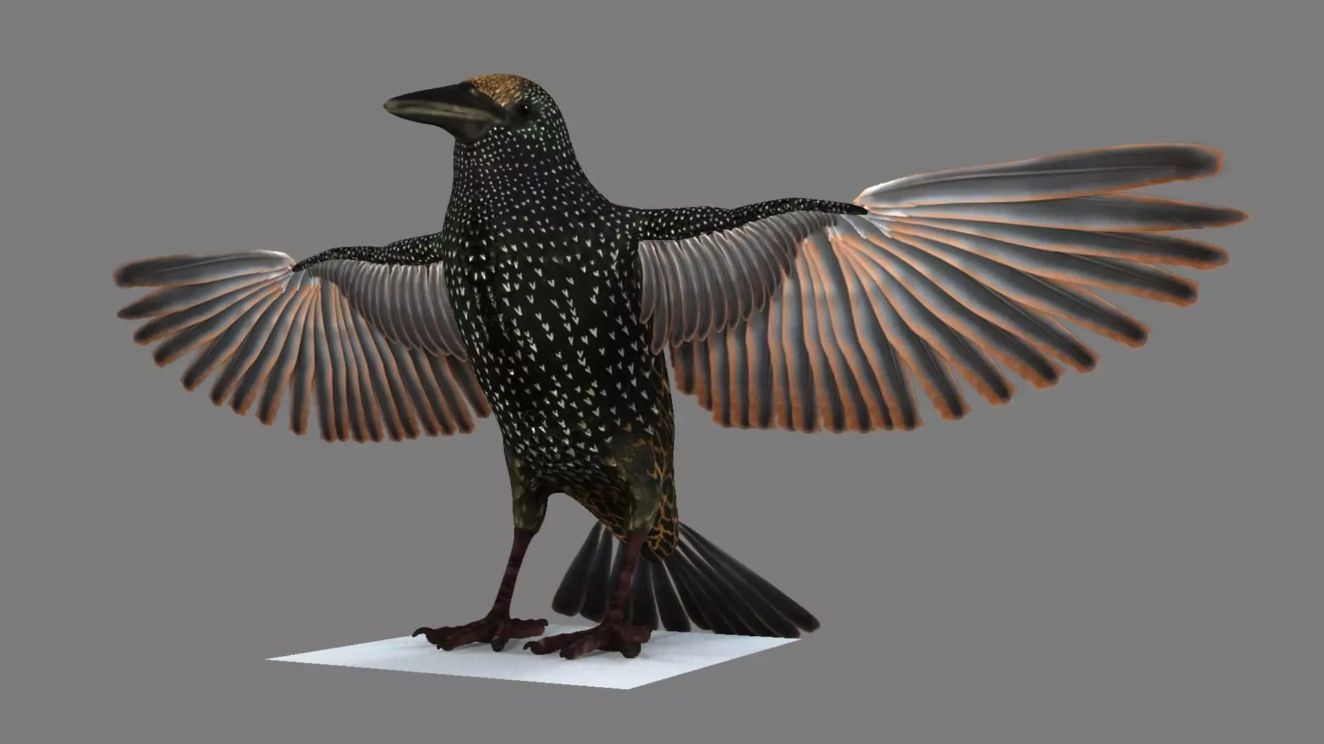 Sturnidae or Starling 3D model_0