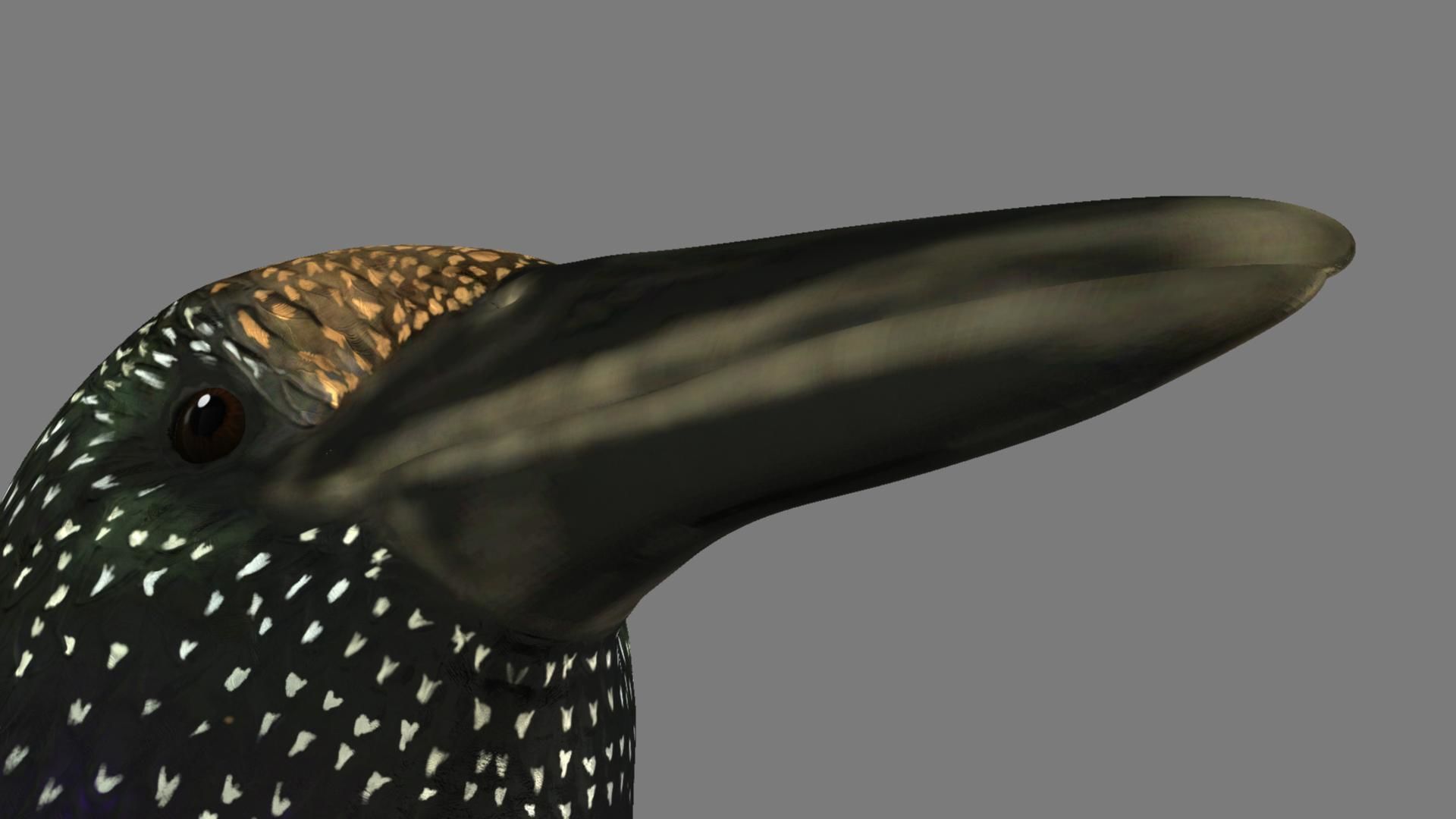 Sturnidae or Starling 3D model_10