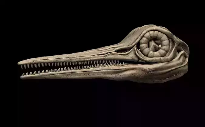 Ichthyosaurus Skull