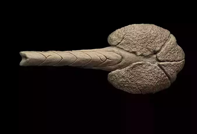 Ankylosaurus Tail Bone 3D print model