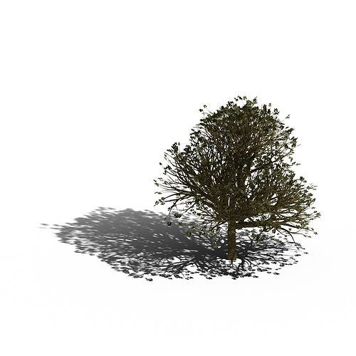 Hackberry Tree Free 3D model