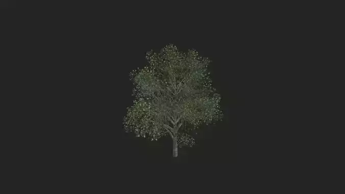Tree 3D Model 010