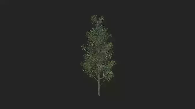 Tree 3D Model 012