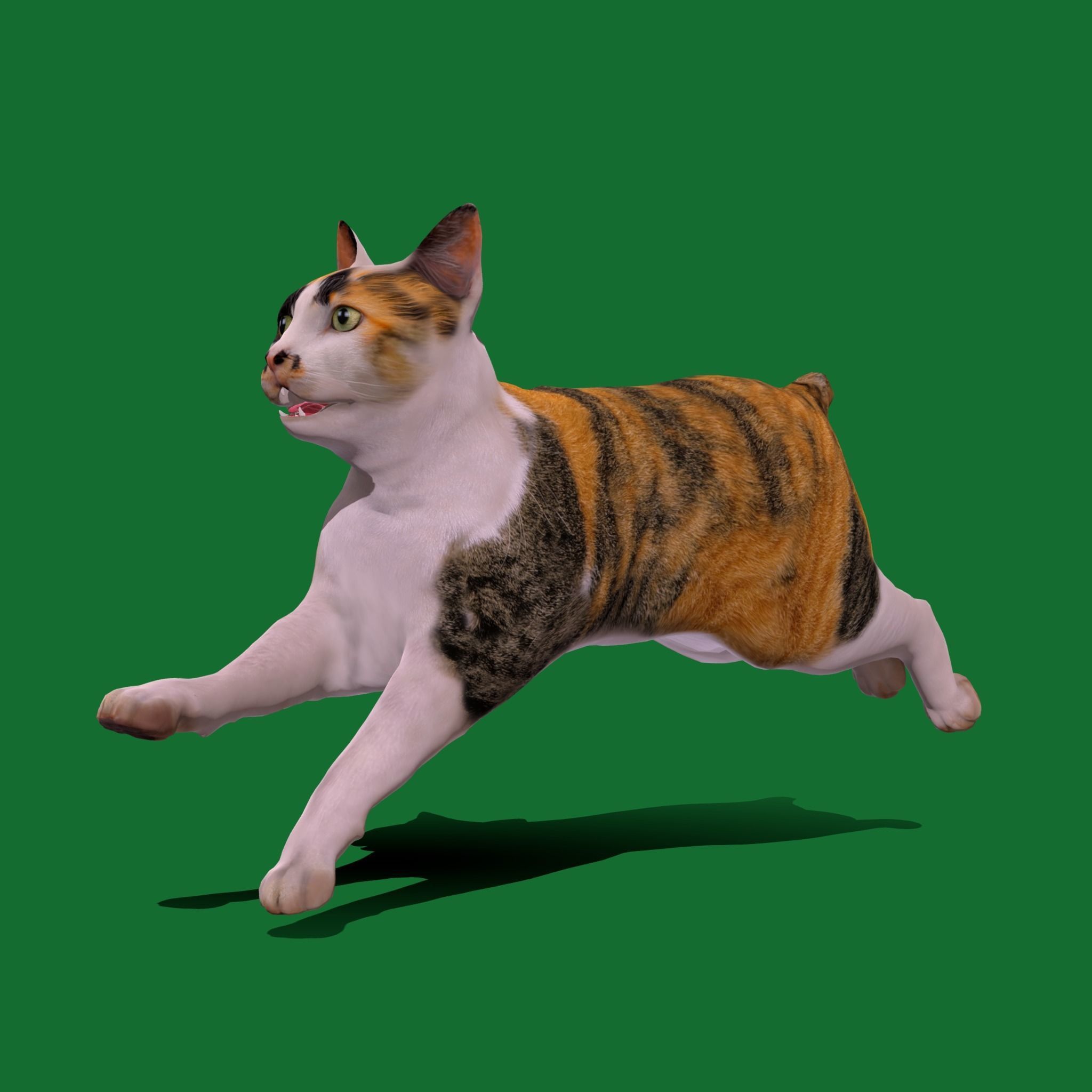 Japanese Bobtail Cat Low-poly 3D model_25