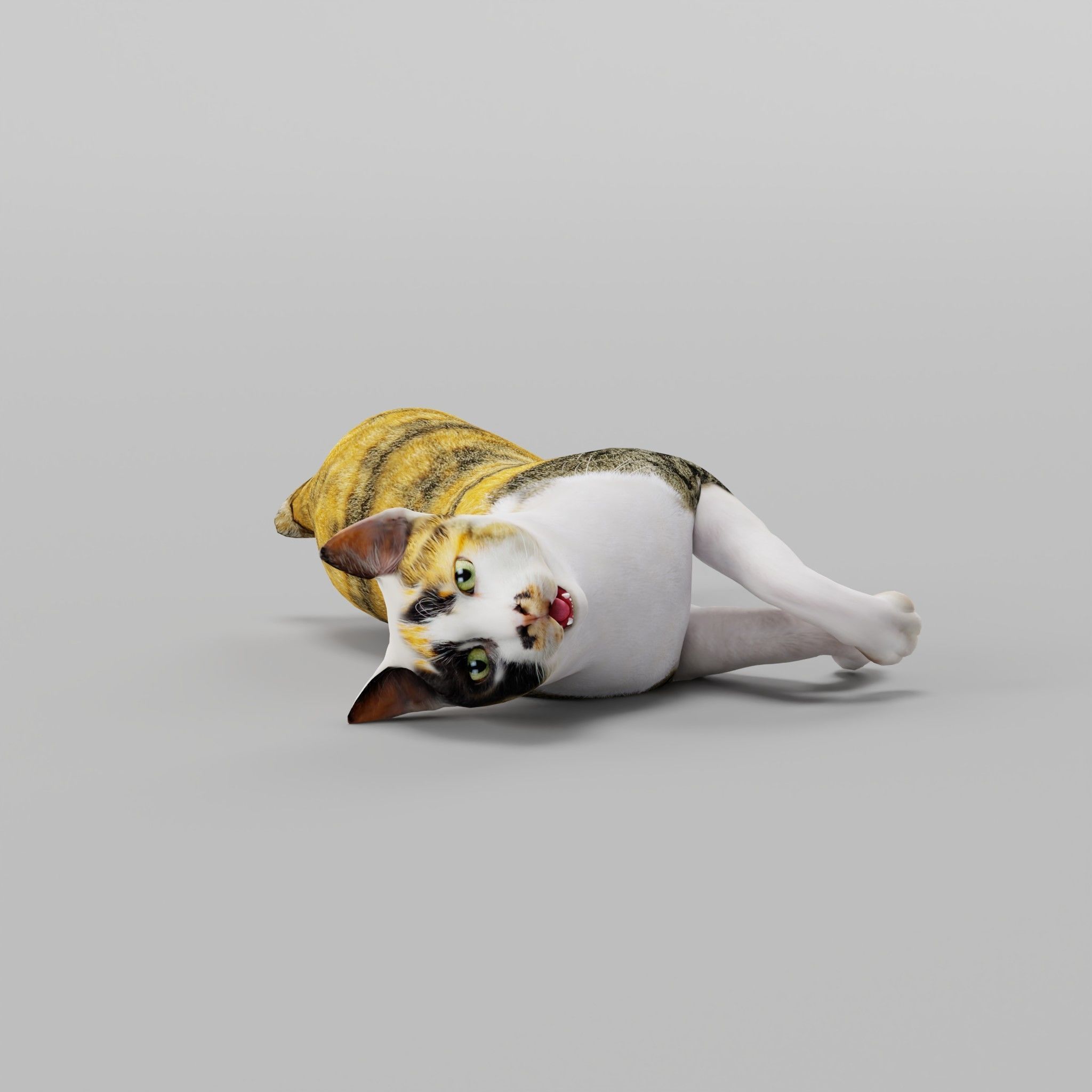 Japanese Bobtail Cat Low-poly 3D model_8