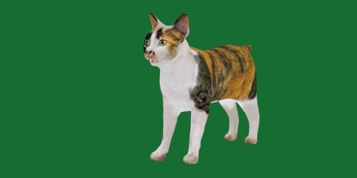 Japanese Bobtail Cat Low-poly 3D model_29