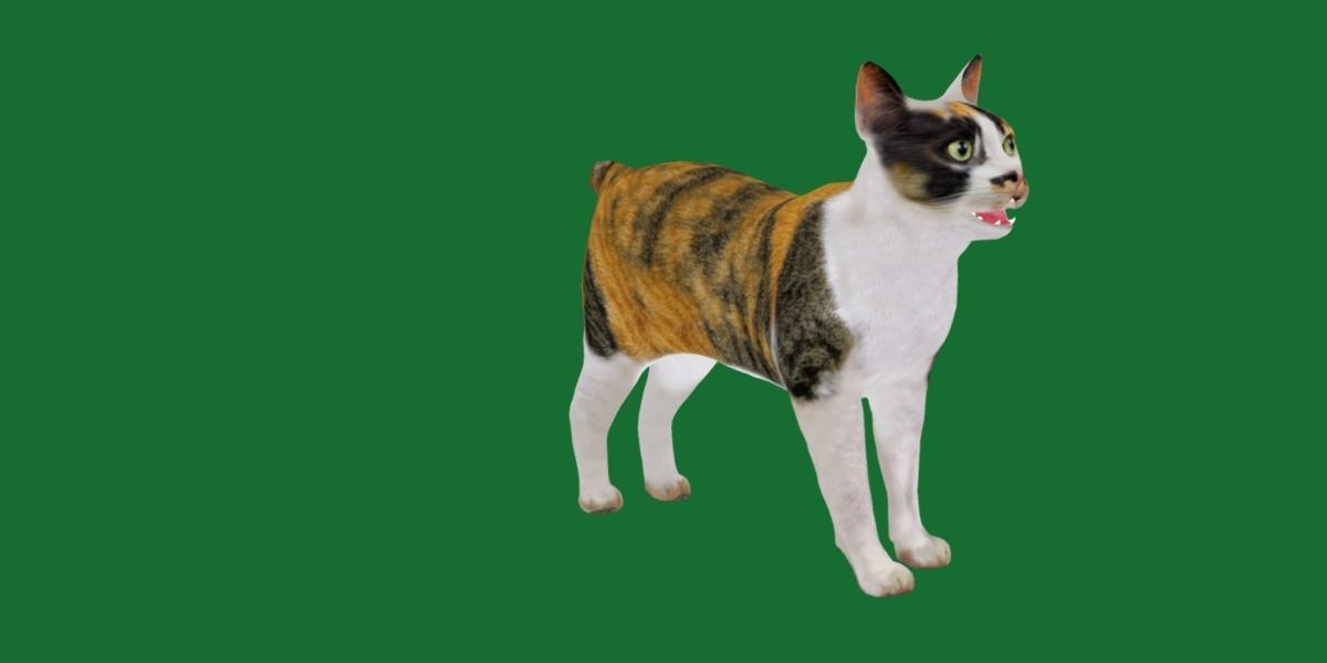 Japanese Bobtail Cat Low-poly 3D model_21