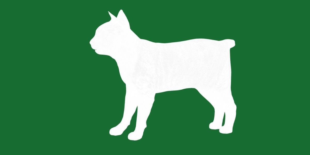 Japanese Bobtail Cat Low-poly 3D model_30