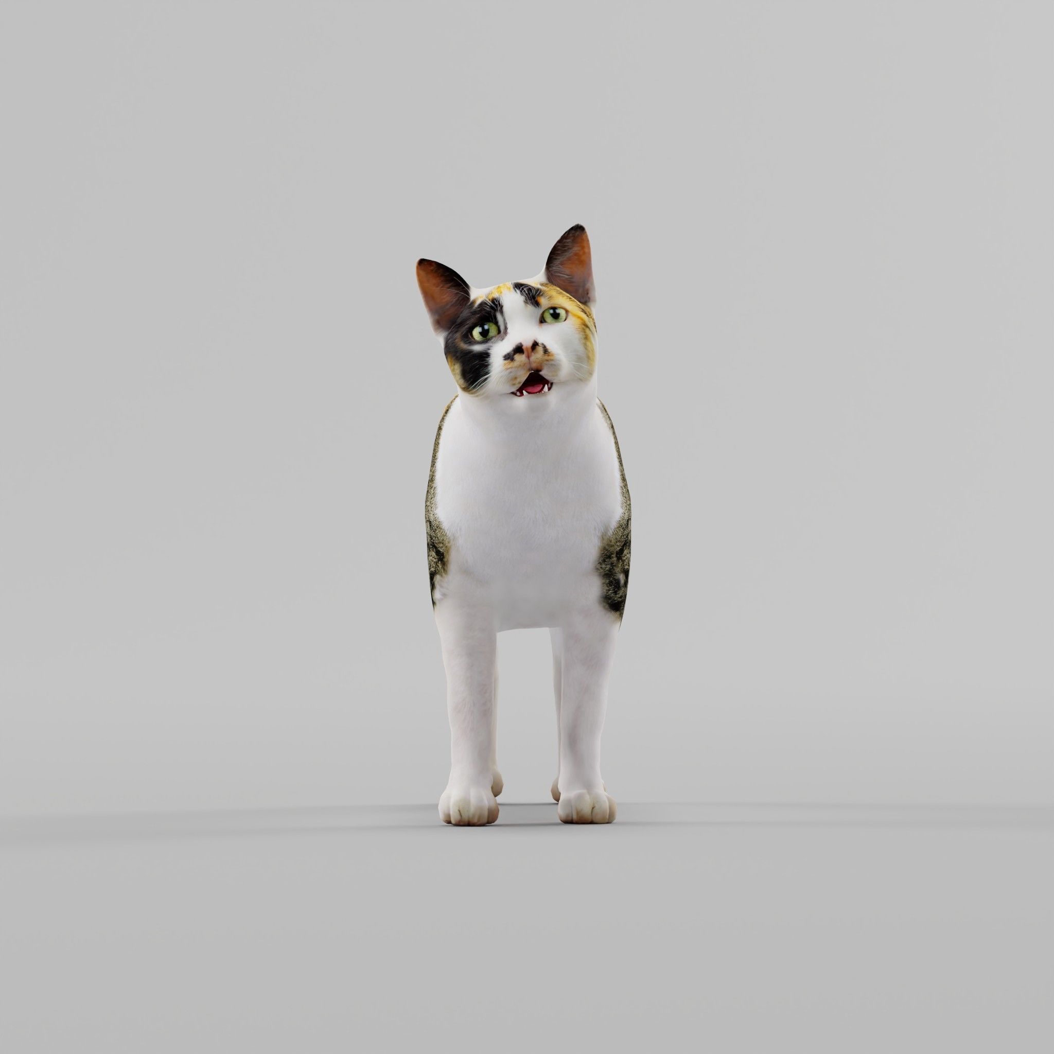 Japanese Bobtail Cat Low-poly 3D model_4