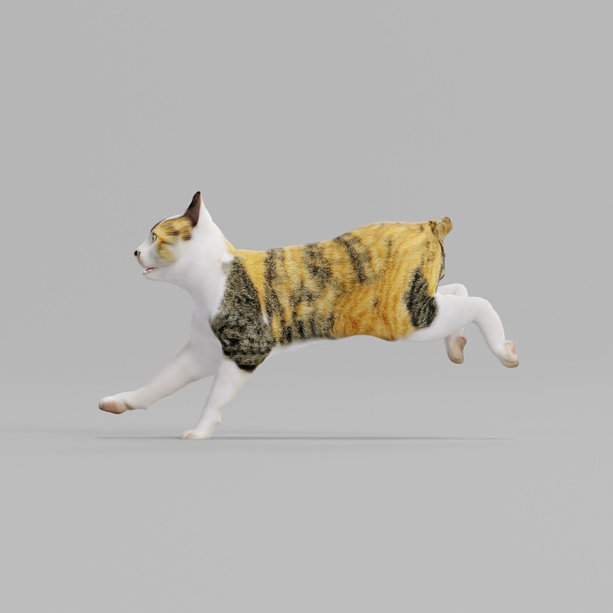 Japanese Bobtail Cat Low-poly 3D model_9