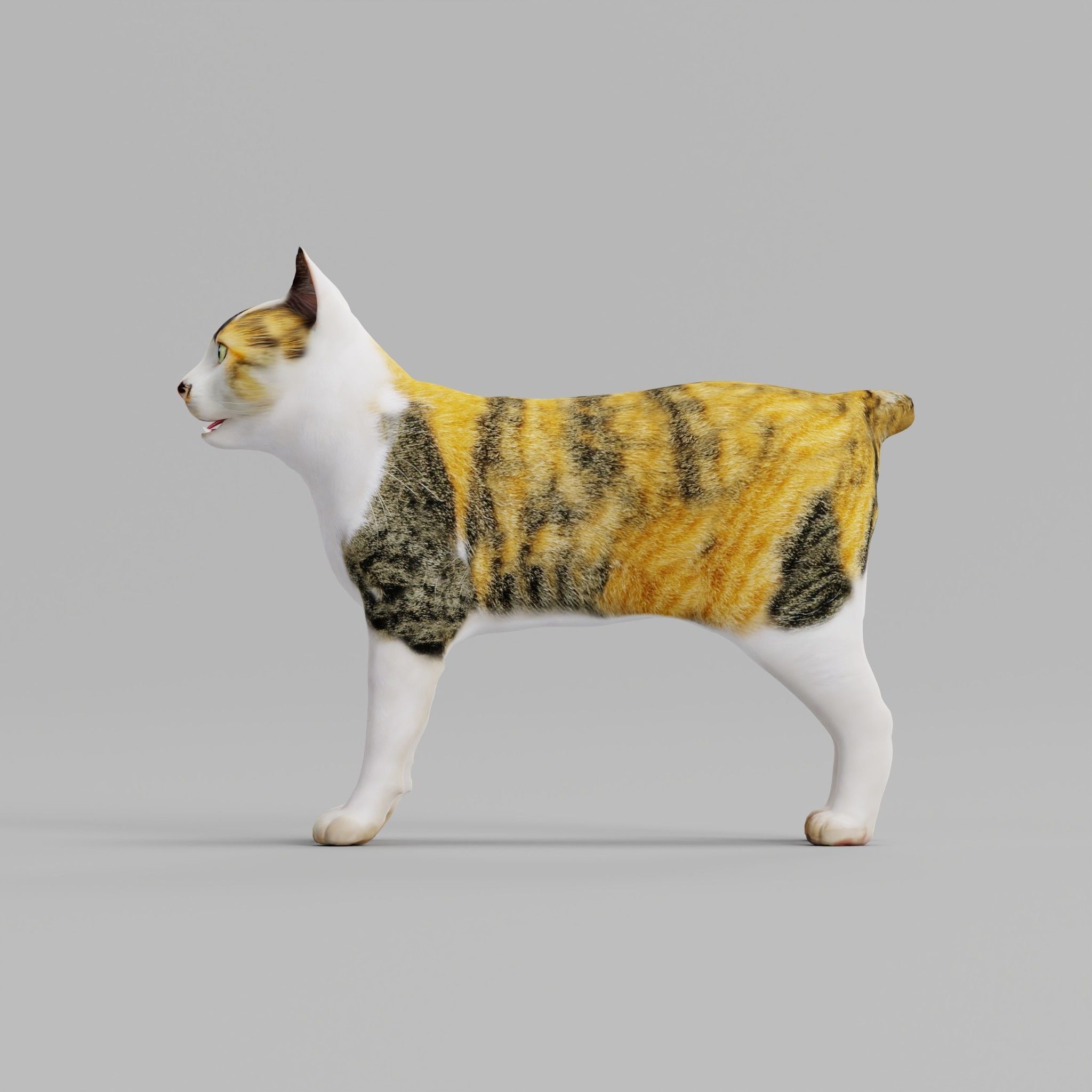 Japanese Bobtail Cat Low-poly 3D model_6
