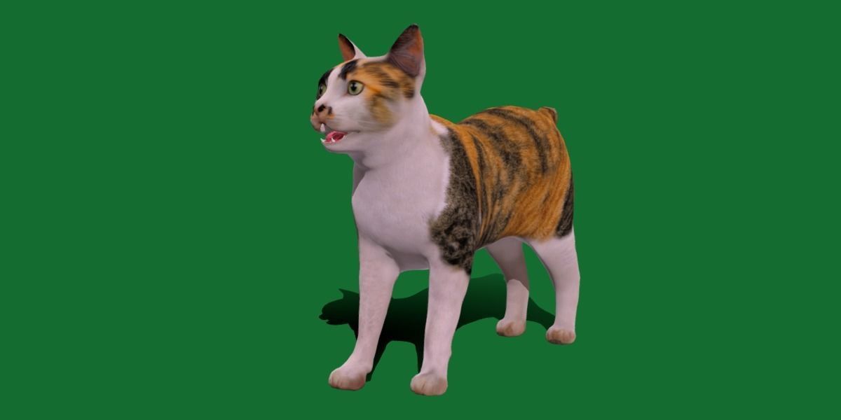 Japanese Bobtail Cat Low-poly 3D model_10