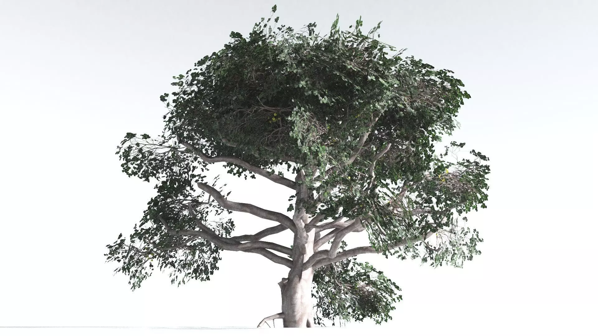 EVERYPlant Portia Tree LowPoly 3 --14 Models-- Low-poly 3D model_0