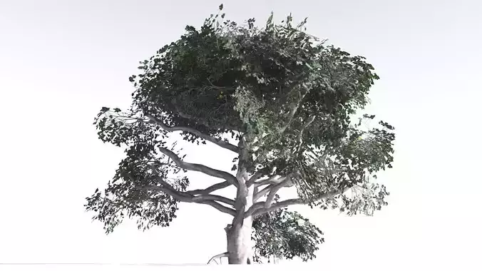EVERYPlant Portia Tree LowPoly 3 --14 Models-- Low-poly 3D model