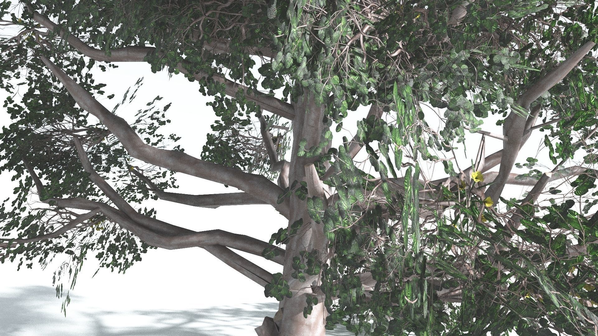 EVERYPlant Portia Tree LowPoly 3 --14 Models-- Low-poly 3D model_12