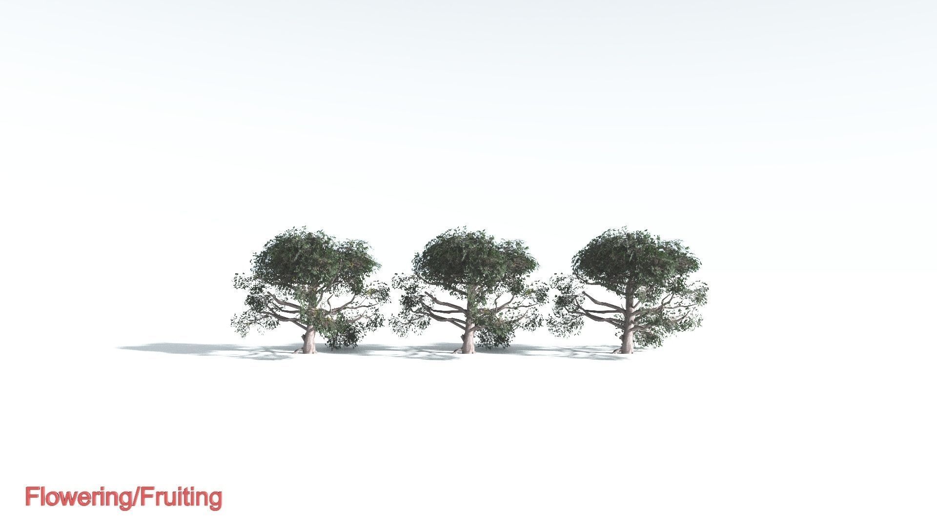 EVERYPlant Portia Tree LowPoly 3 --14 Models-- Low-poly 3D model_1