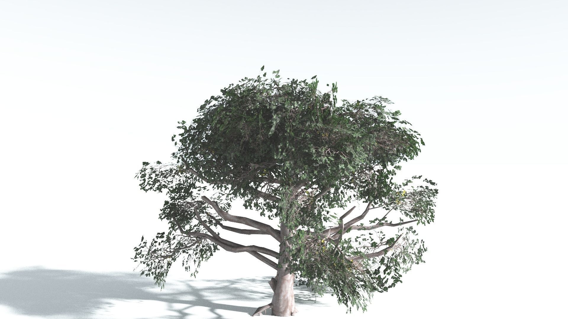 EVERYPlant Portia Tree LowPoly 3 --14 Models-- Low-poly 3D model_5