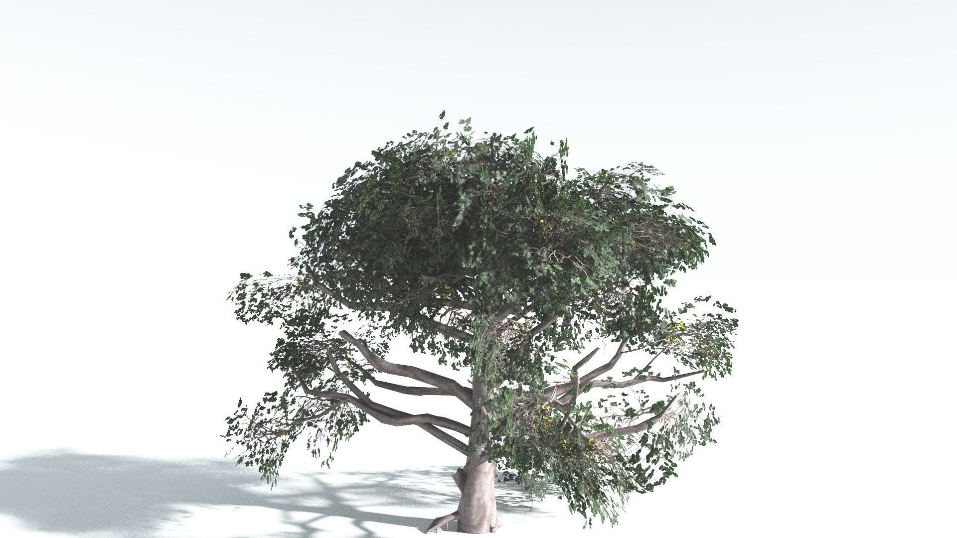 EVERYPlant Portia Tree LowPoly 3 --14 Models-- Low-poly 3D model_7
