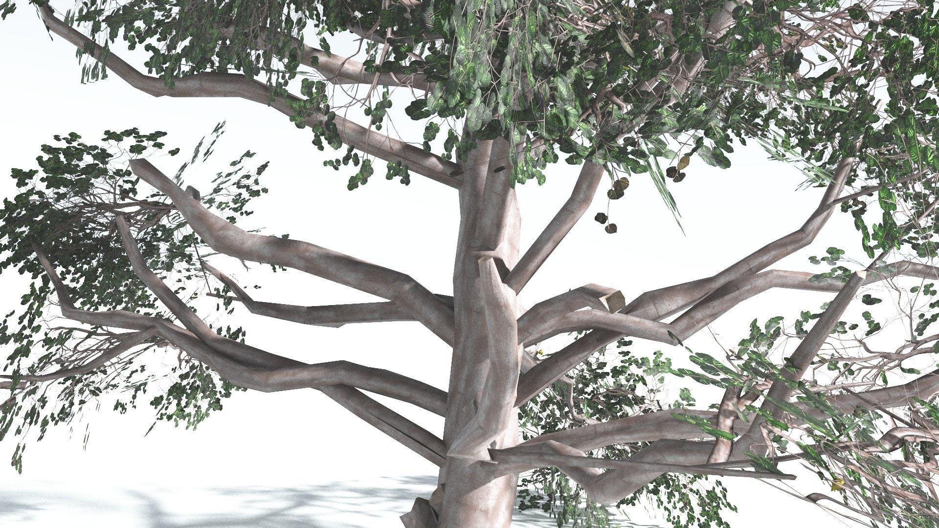 EVERYPlant Portia Tree LowPoly 3 --14 Models-- Low-poly 3D model_14