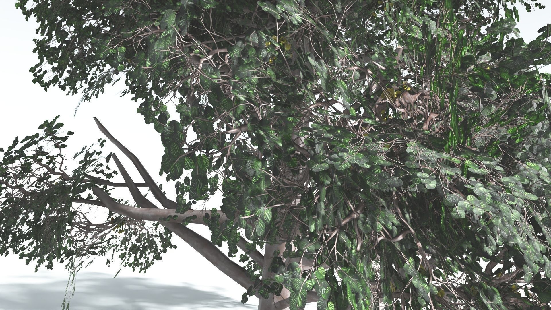 EVERYPlant Portia Tree LowPoly 3 --14 Models-- Low-poly 3D model_24