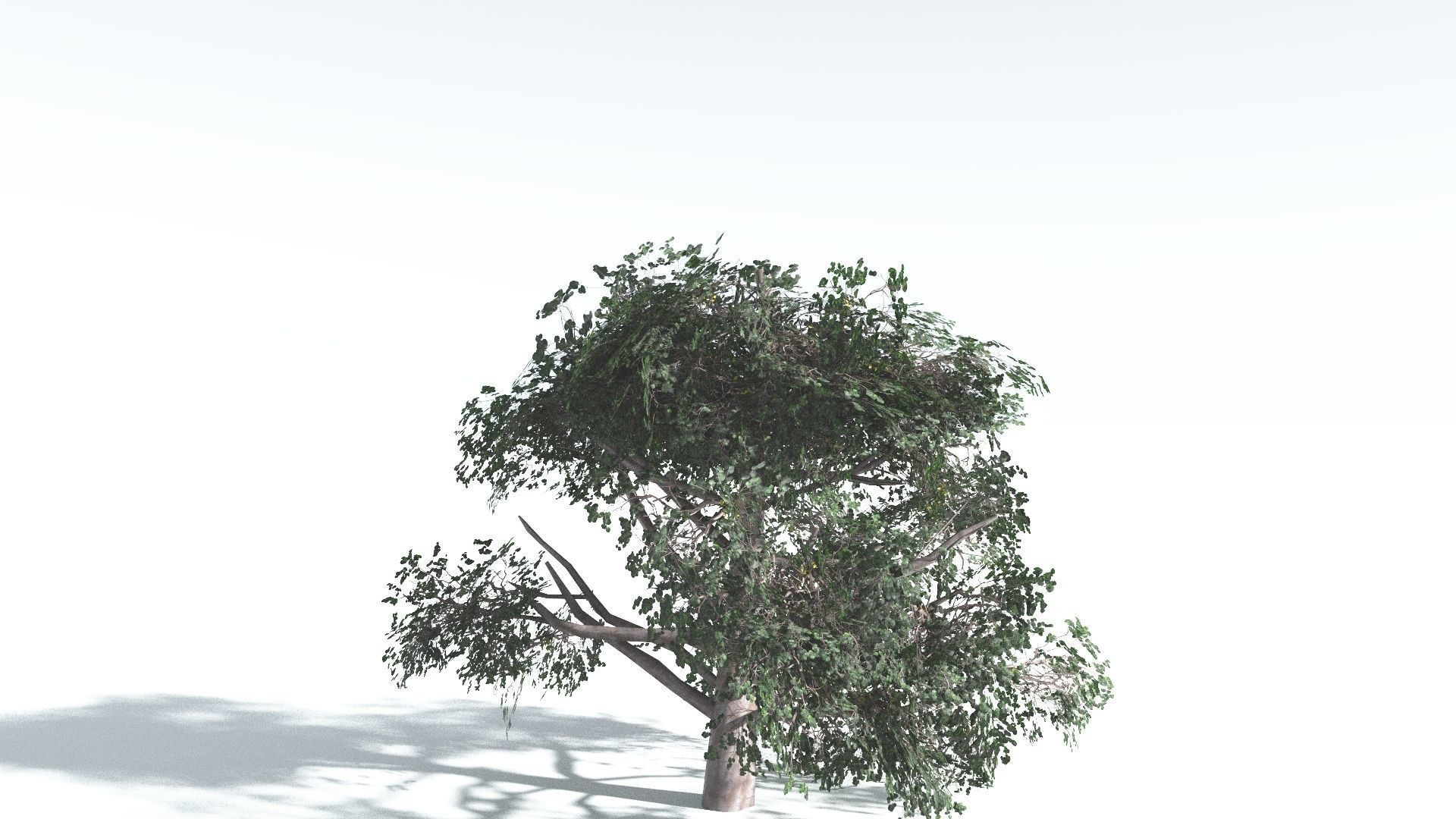 EVERYPlant Portia Tree LowPoly 3 --14 Models-- Low-poly 3D model_23