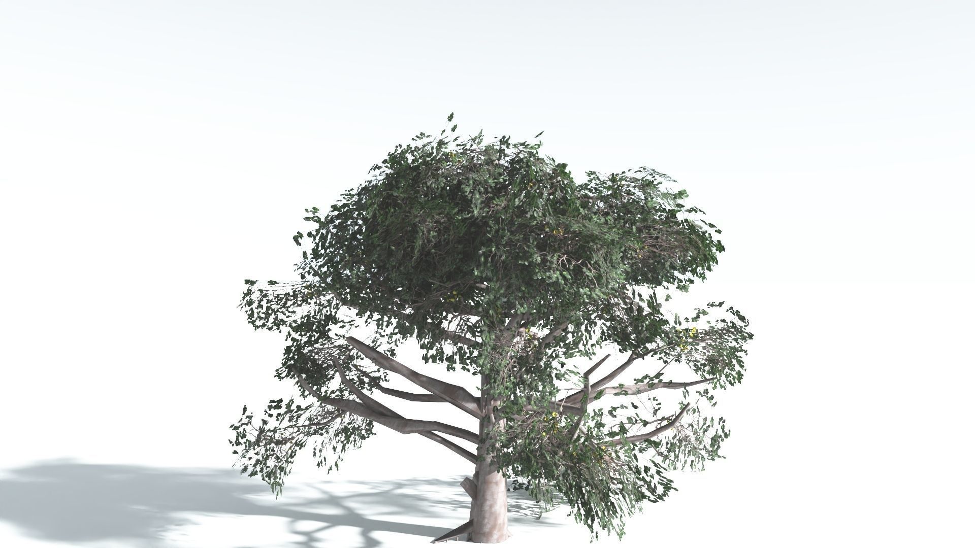 EVERYPlant Portia Tree LowPoly 3 --14 Models-- Low-poly 3D model_29