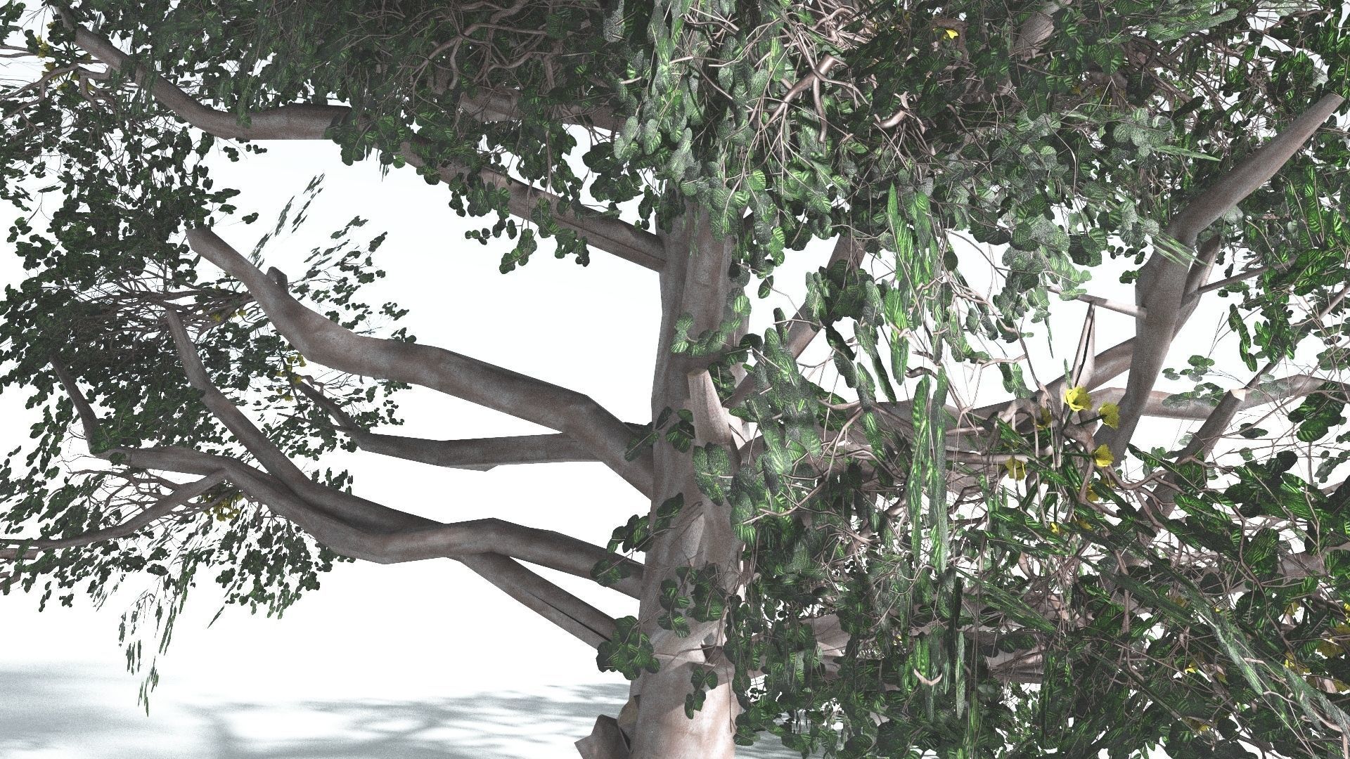 EVERYPlant Portia Tree LowPoly 3 --14 Models-- Low-poly 3D model_8