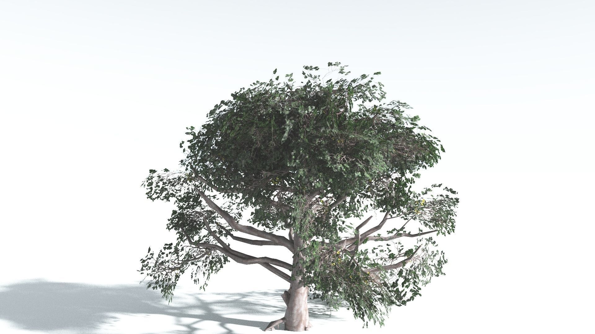EVERYPlant Portia Tree LowPoly 3 --14 Models-- Low-poly 3D model_11