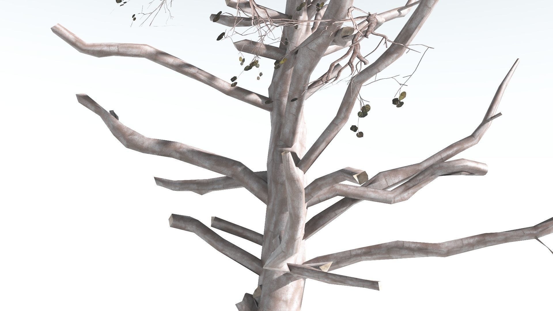 EVERYPlant Portia Tree LowPoly 3 --14 Models-- Low-poly 3D model_18