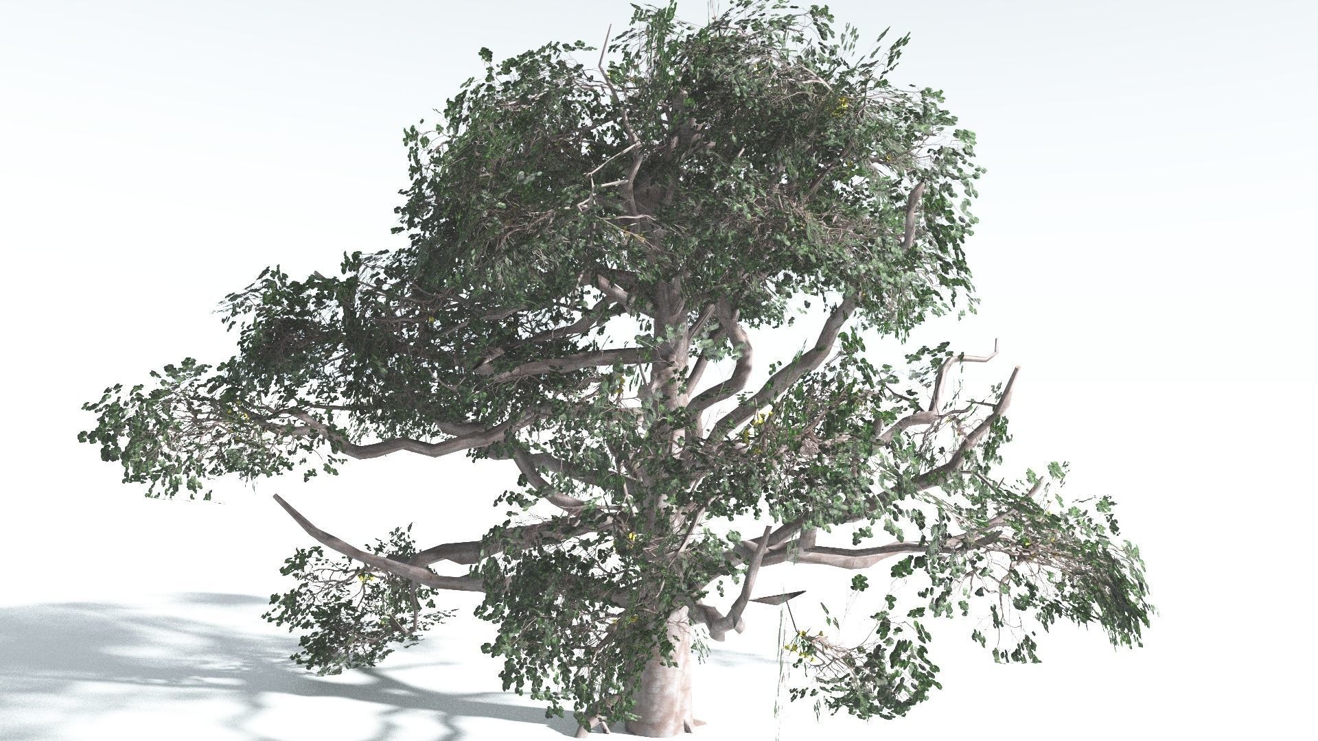 EVERYPlant Portia Tree LowPoly 3 --14 Models-- Low-poly 3D model_21