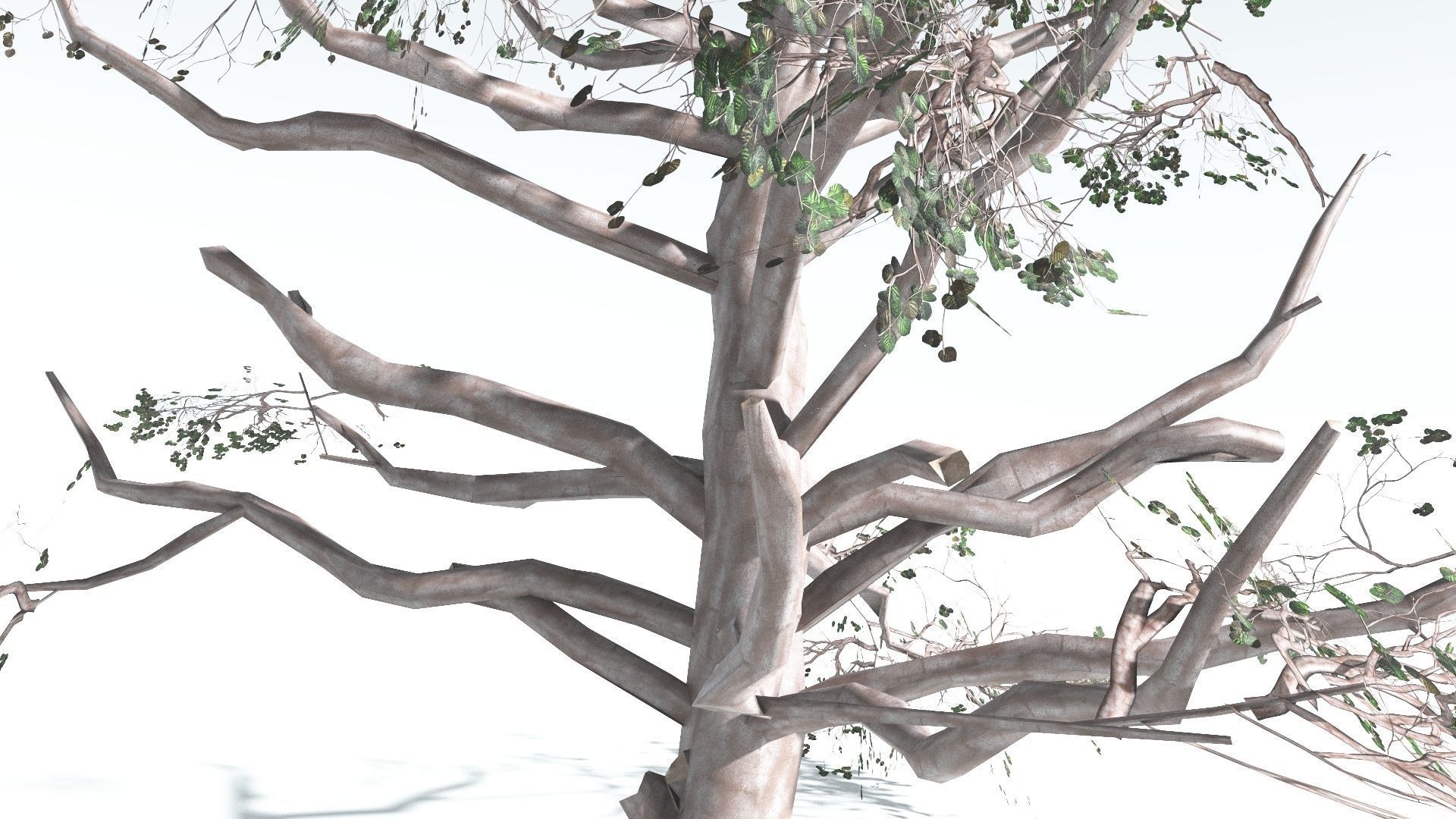 EVERYPlant Portia Tree LowPoly 3 --14 Models-- Low-poly 3D model_16