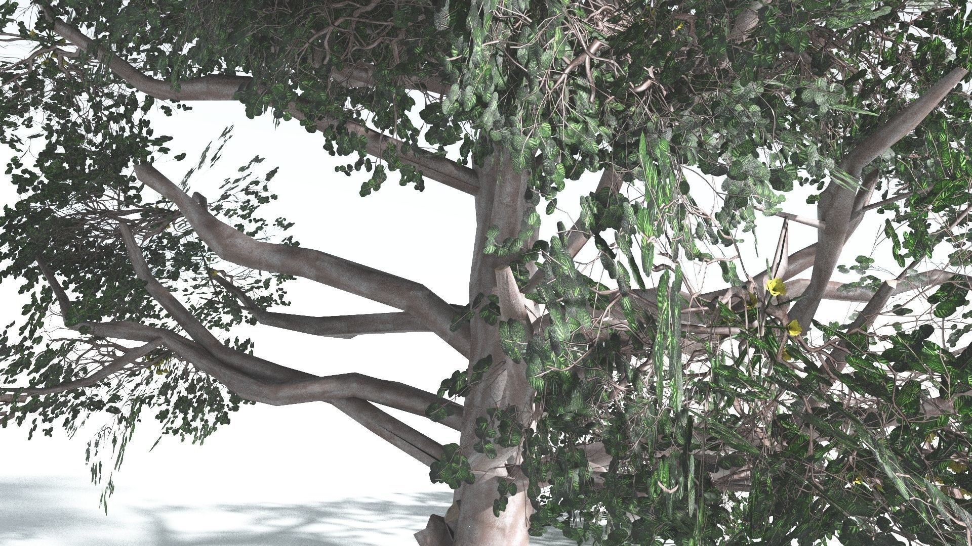 EVERYPlant Portia Tree LowPoly 3 --14 Models-- Low-poly 3D model_6