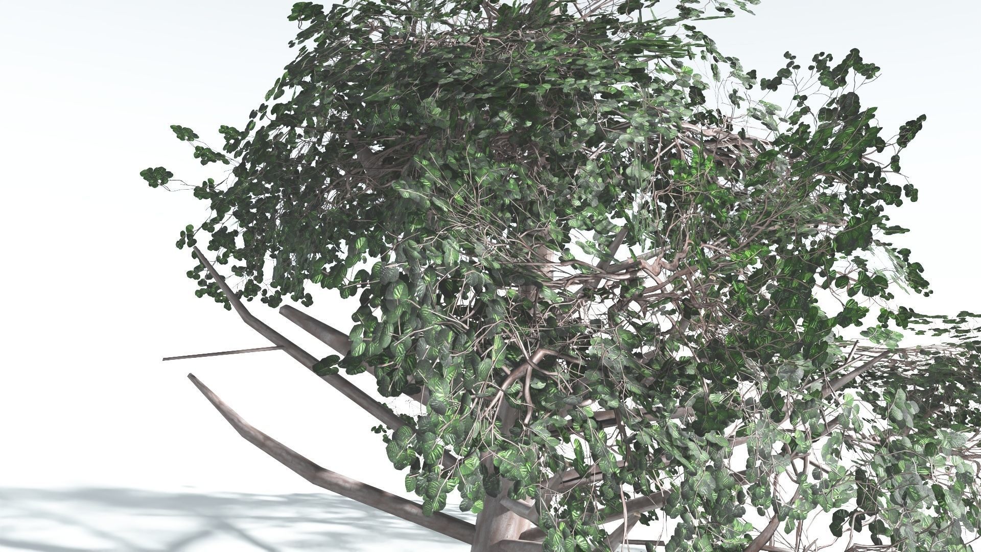 EVERYPlant Portia Tree LowPoly 3 --14 Models-- Low-poly 3D model_26