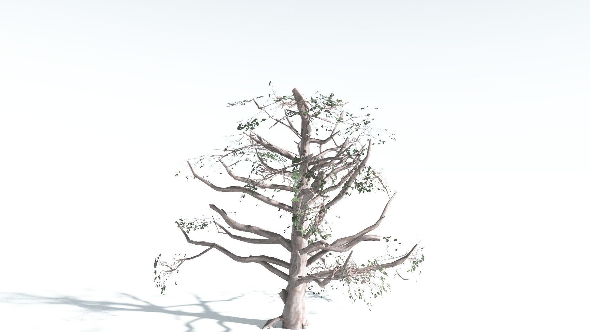 EVERYPlant Portia Tree LowPoly 3 --14 Models-- Low-poly 3D model_15