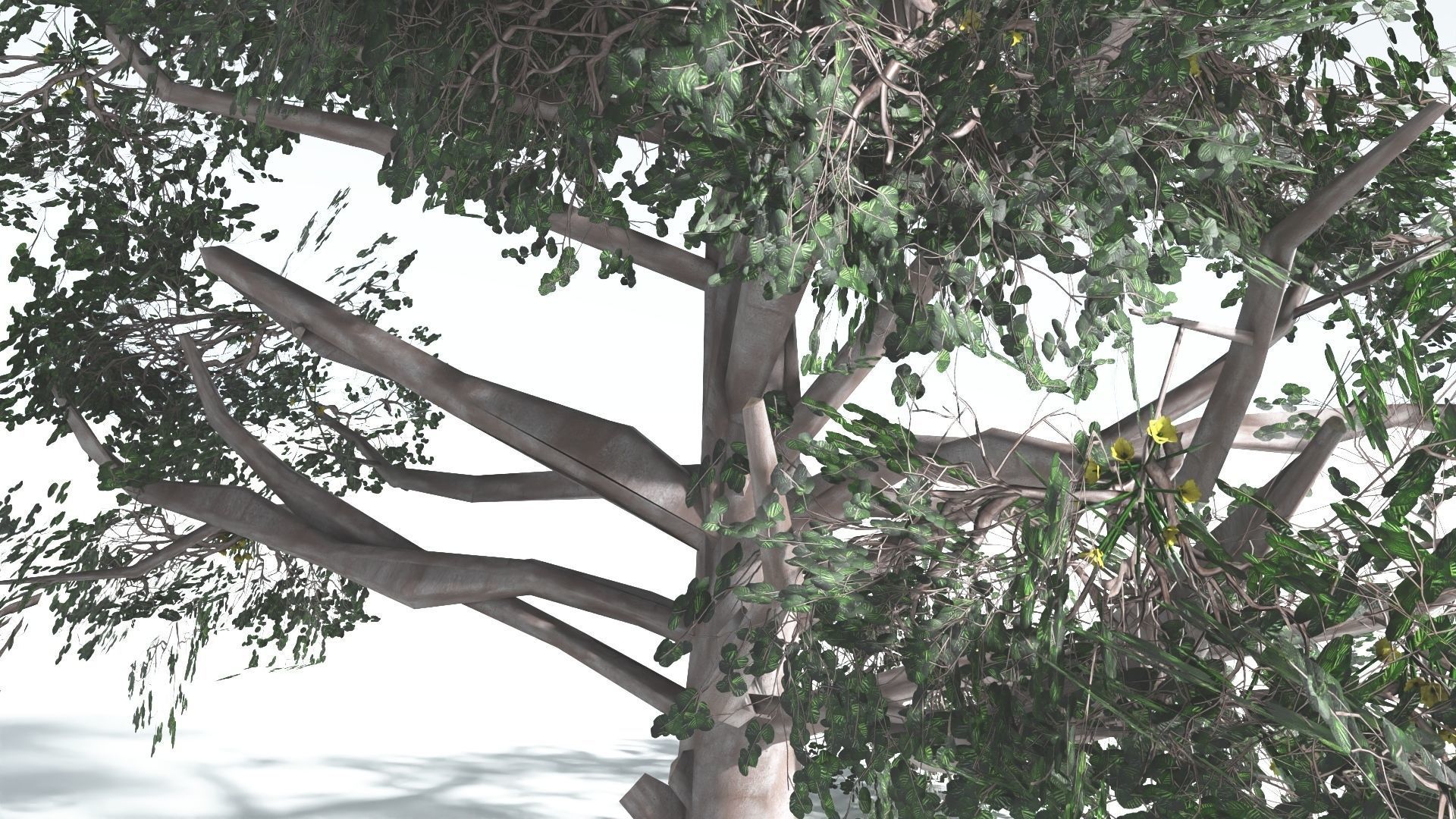 EVERYPlant Portia Tree LowPoly 3 --14 Models-- Low-poly 3D model_30