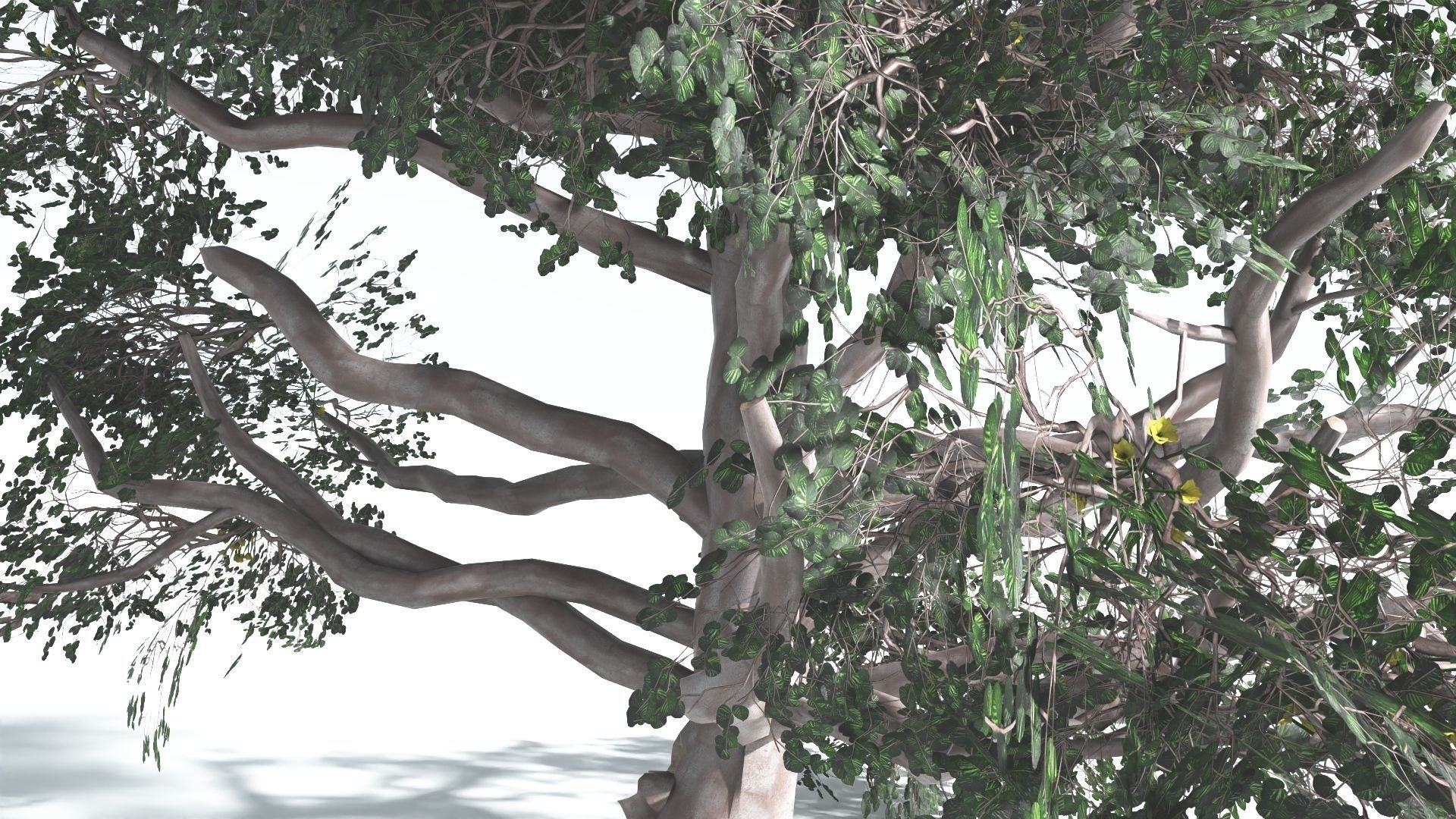 EVERYPlant Portia Tree LowPoly 3 --14 Models-- Low-poly 3D model_32