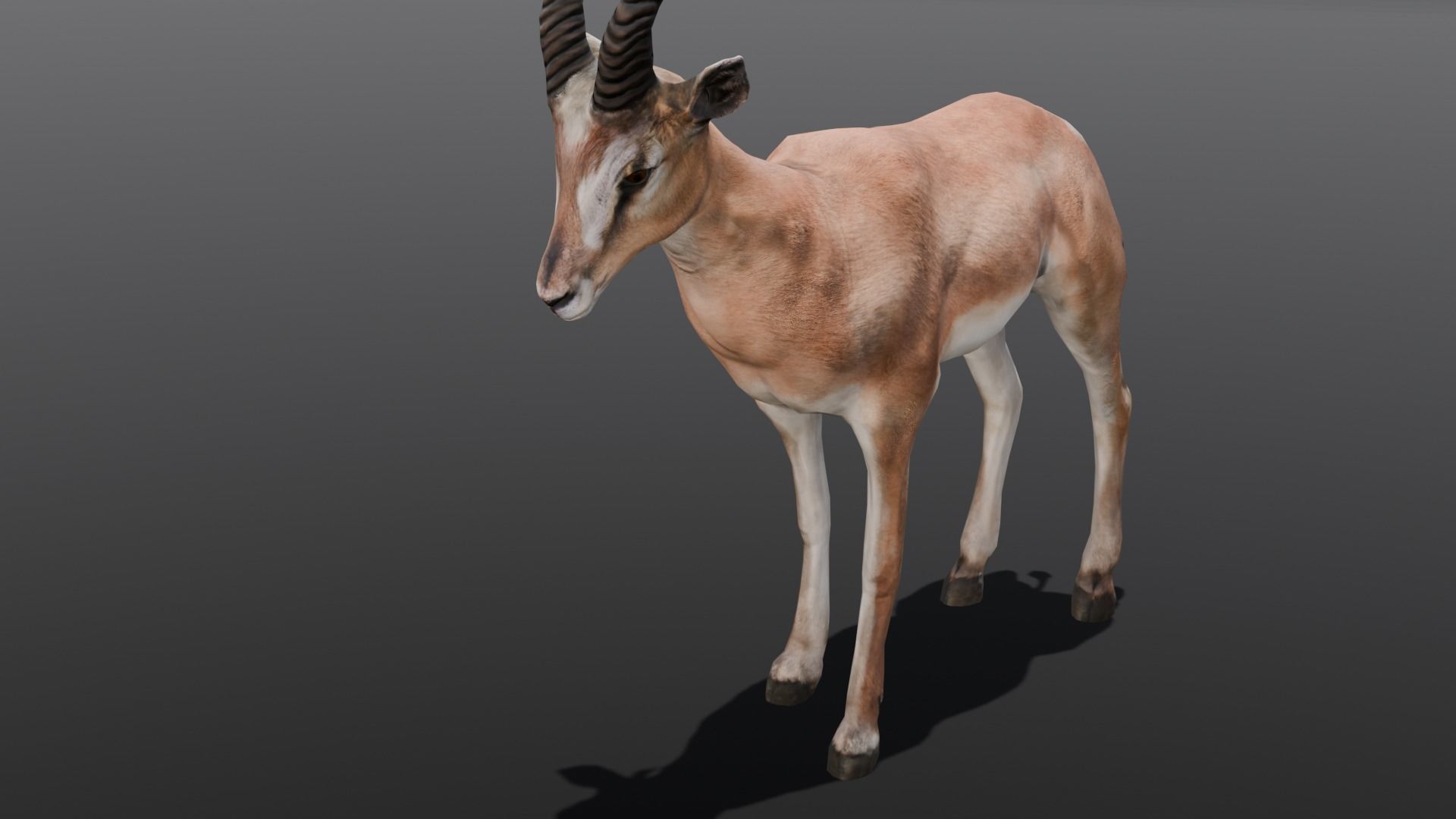 Goat Animated 3D Model  Low-poly 3D model_2