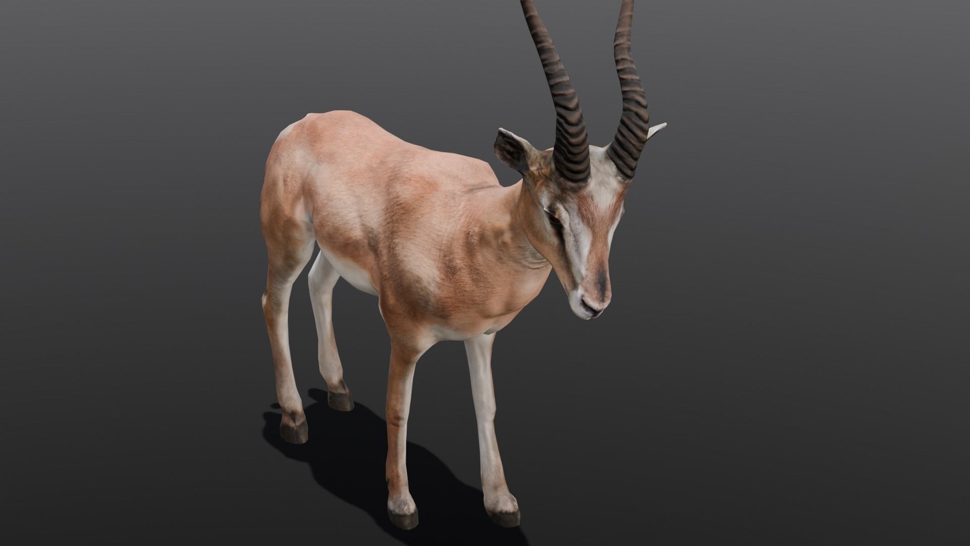 Goat Animated 3D Model  Low-poly 3D model_4