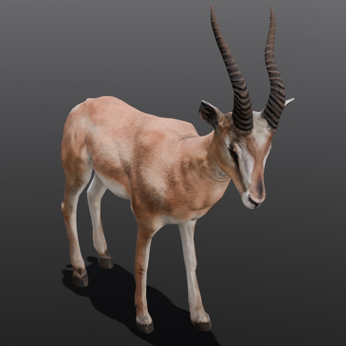 Goat Animated 3D Model  Low-poly 3D model_8