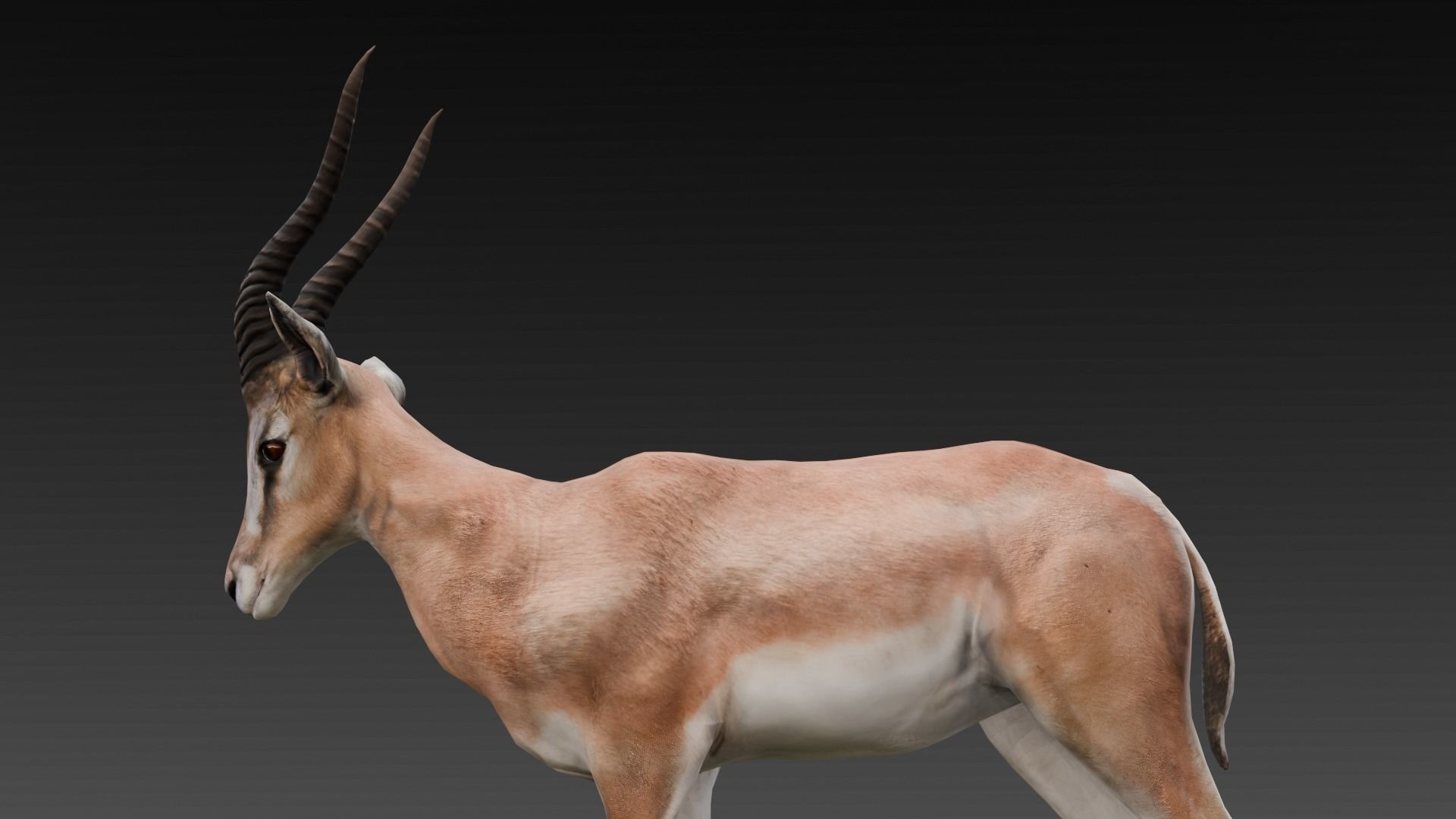 Goat Animated 3D Model  Low-poly 3D model_19