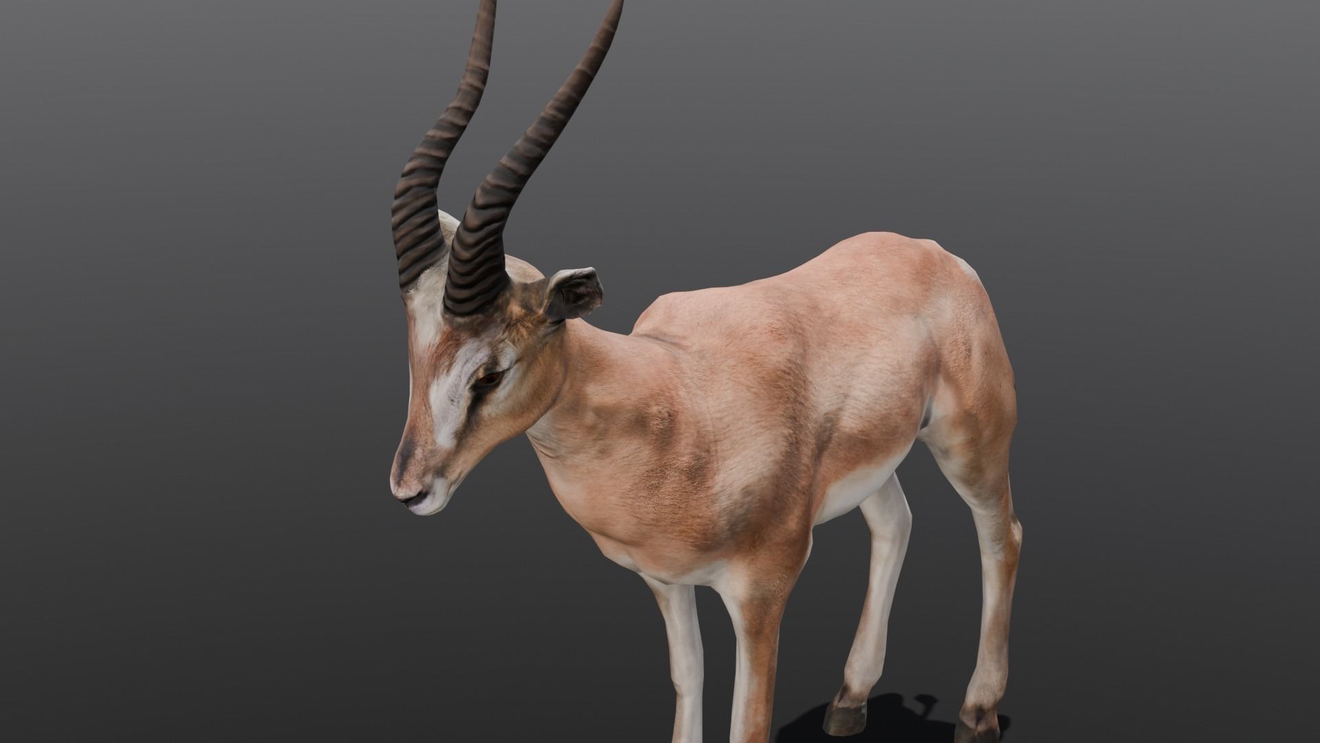 Goat Animated 3D Model  Low-poly 3D model_6