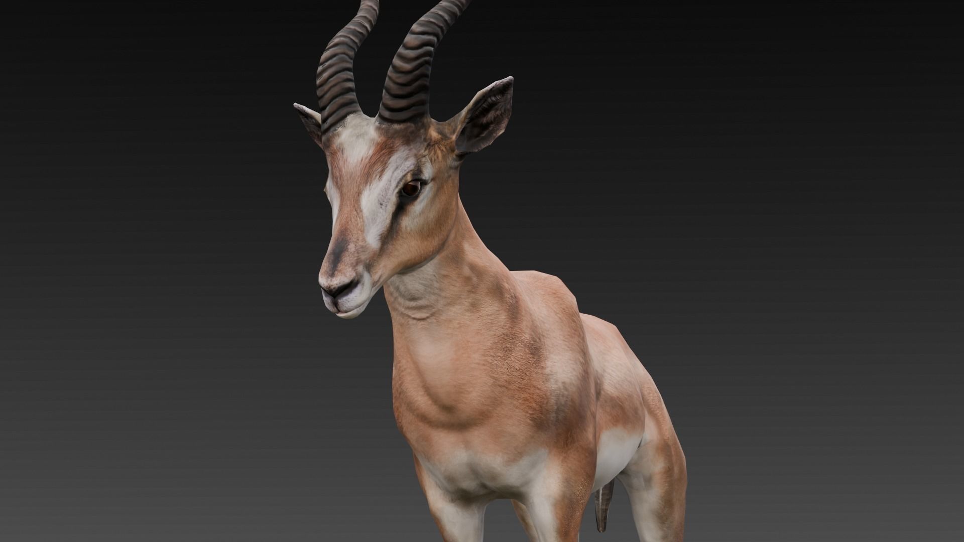 Goat Animated 3D Model  Low-poly 3D model_20