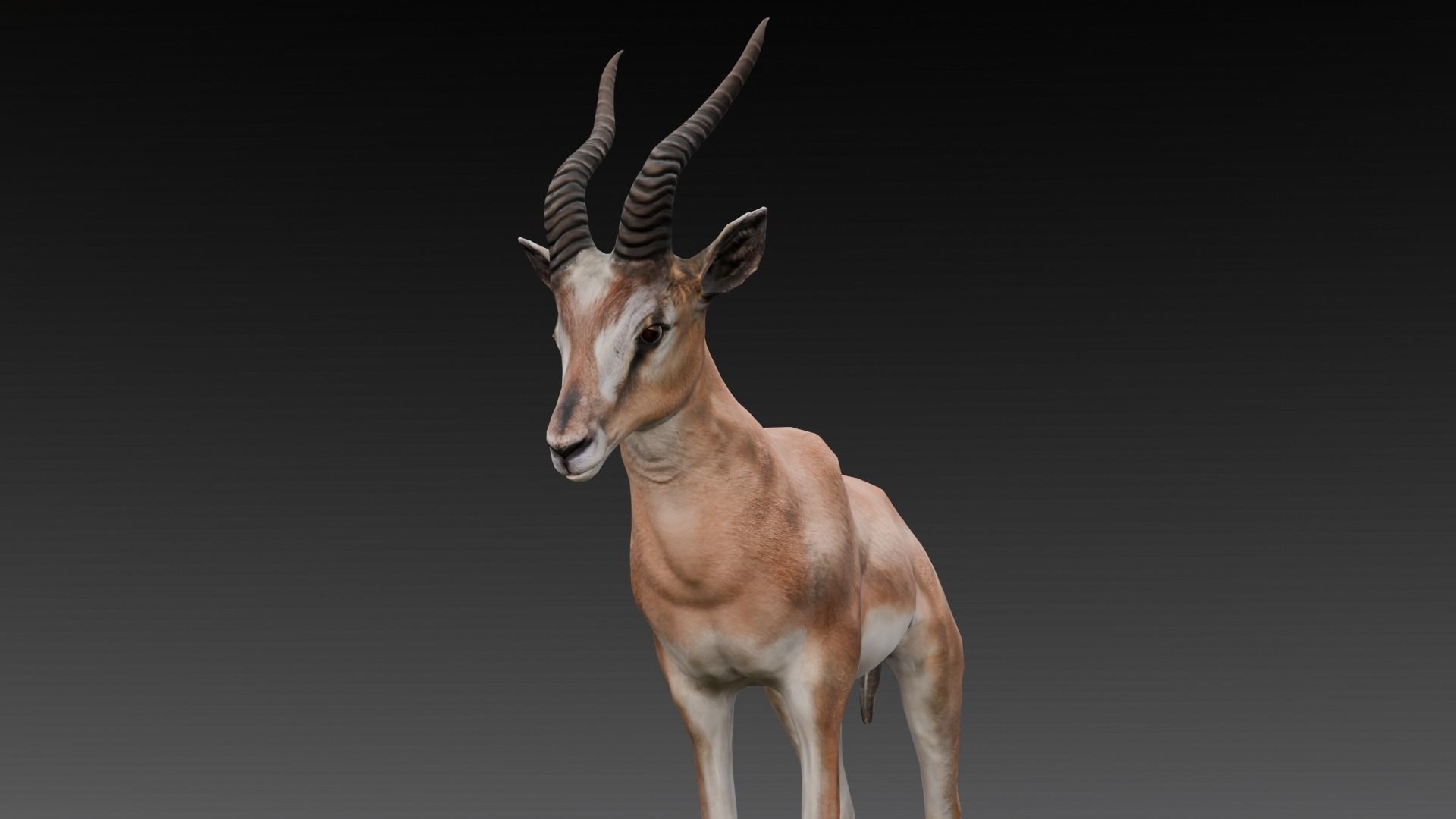 Goat Animated 3D Model  Low-poly 3D model_21